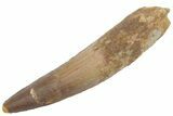 Fossil Spinosaurus Tooth - Real Dinosaur Tooth #222546-1